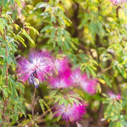 園內種植了顏色鮮豔奪目的細葉合歡，它的花蜜惹來了不少「狂蜂浪蝶」。